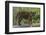 Juvenile Sumatran Tiger (Panthera Tigris Sumatrae), Aged Four Months, Captive-Edwin Giesbers-Framed Photographic Print