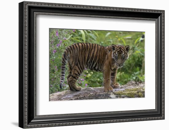 Juvenile Sumatran Tiger (Panthera Tigris Sumatrae), Aged Four Months, Captive-Edwin Giesbers-Framed Photographic Print