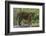 Juvenile Sumatran Tiger (Panthera Tigris Sumatrae), Aged Four Months, Captive-Edwin Giesbers-Framed Photographic Print