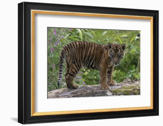 Juvenile Sumatran Tiger (Panthera Tigris Sumatrae), Aged Four Months, Captive-Edwin Giesbers-Framed Photographic Print