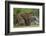 Juvenile Sumatran Tiger (Panthera Tigris Sumatrae), Aged Four Months, Suckling From Its Mother-Edwin Giesbers-Framed Photographic Print