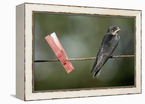 Juvenile Swallow (Hirundo Rustica) Perched on Clothes Line. Bradworthy, Devon, UK-null-Framed Premier Image Canvas