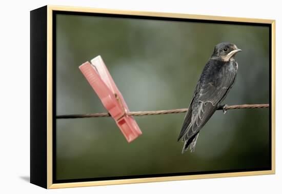 Juvenile Swallow (Hirundo Rustica) Perched on Clothes Line. Bradworthy, Devon, UK-null-Framed Premier Image Canvas