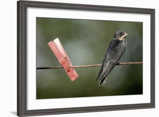 Juvenile Swallow (Hirundo Rustica) Perched on Clothes Line. Bradworthy, Devon, UK-null-Framed Photographic Print