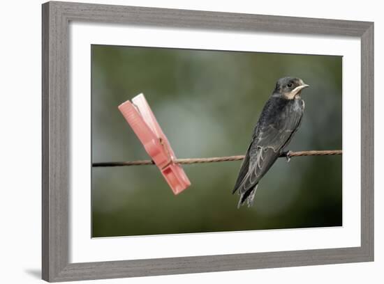 Juvenile Swallow (Hirundo Rustica) Perched on Clothes Line. Bradworthy, Devon, UK-null-Framed Photographic Print