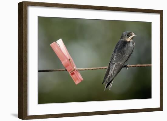 Juvenile Swallow (Hirundo Rustica) Perched on Clothes Line. Bradworthy, Devon, UK-null-Framed Photographic Print