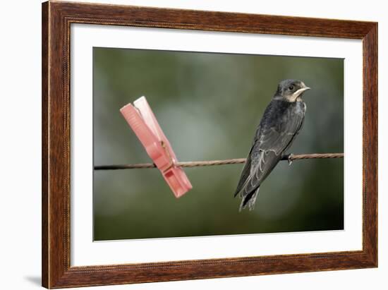 Juvenile Swallow (Hirundo Rustica) Perched on Clothes Line. Bradworthy, Devon, UK-null-Framed Photographic Print