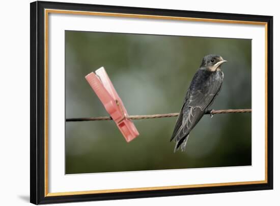 Juvenile Swallow (Hirundo Rustica) Perched on Clothes Line. Bradworthy, Devon, UK-null-Framed Photographic Print