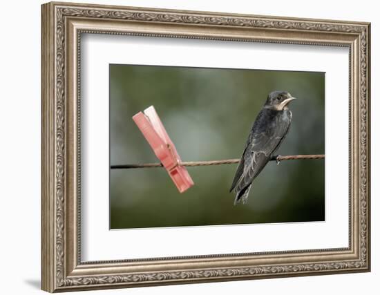 Juvenile Swallow (Hirundo Rustica) Perched on Clothes Line. Bradworthy, Devon, UK-null-Framed Photographic Print