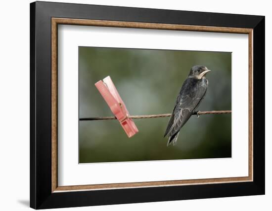 Juvenile Swallow (Hirundo Rustica) Perched on Clothes Line. Bradworthy, Devon, UK-null-Framed Photographic Print