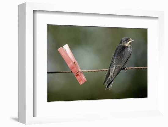 Juvenile Swallow (Hirundo Rustica) Perched on Clothes Line. Bradworthy, Devon, UK-null-Framed Photographic Print