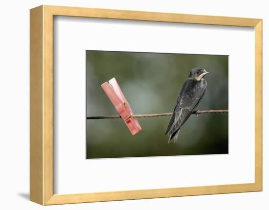 Juvenile Swallow (Hirundo Rustica) Perched on Clothes Line. Bradworthy, Devon, UK-null-Framed Photographic Print