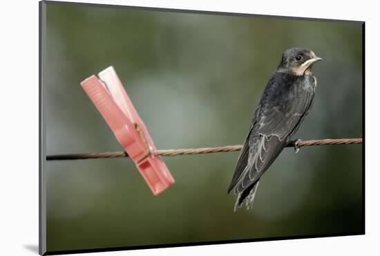 Juvenile Swallow (Hirundo Rustica) Perched on Clothes Line. Bradworthy, Devon, UK-null-Mounted Photographic Print