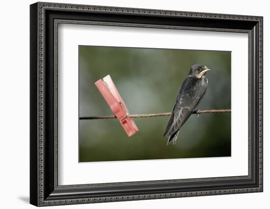 Juvenile Swallow (Hirundo Rustica) Perched on Clothes Line. Bradworthy, Devon, UK-null-Framed Photographic Print