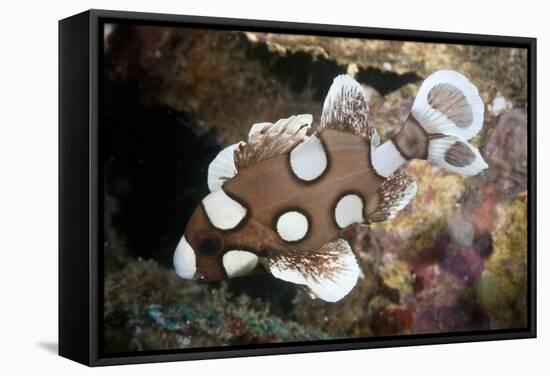 Juvenile Sweetlips-Matthew Oldfield-Framed Premier Image Canvas