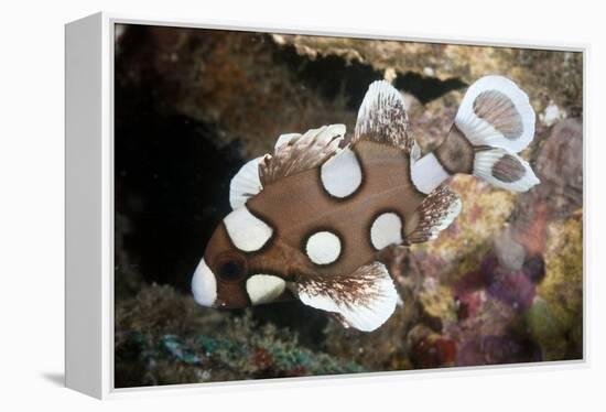 Juvenile Sweetlips-Matthew Oldfield-Framed Premier Image Canvas