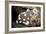 Juvenile Sweetlips-Matthew Oldfield-Framed Photographic Print