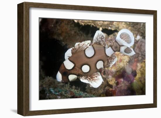 Juvenile Sweetlips-Matthew Oldfield-Framed Photographic Print