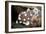 Juvenile Sweetlips-Matthew Oldfield-Framed Photographic Print