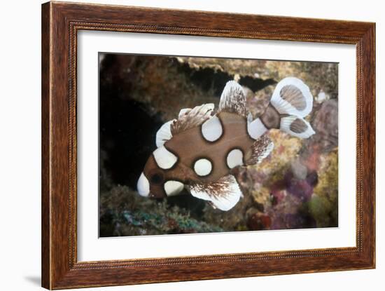 Juvenile Sweetlips-Matthew Oldfield-Framed Photographic Print