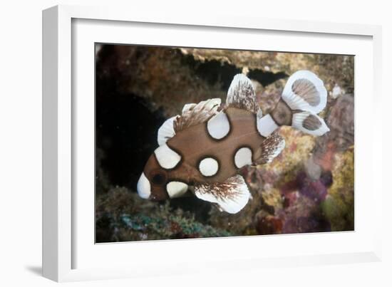 Juvenile Sweetlips-Matthew Oldfield-Framed Photographic Print