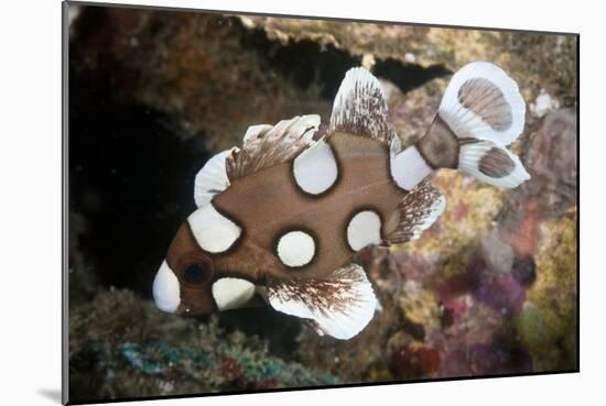 Juvenile Sweetlips-Matthew Oldfield-Mounted Photographic Print