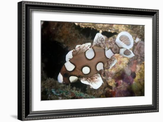 Juvenile Sweetlips-Matthew Oldfield-Framed Photographic Print