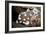 Juvenile Sweetlips-Matthew Oldfield-Framed Photographic Print