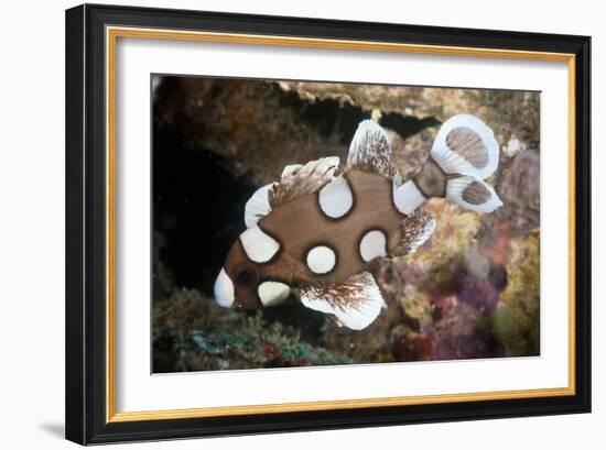 Juvenile Sweetlips-Matthew Oldfield-Framed Photographic Print