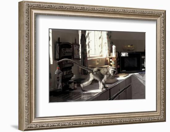 Juvenile Vervet Monkey Raids Kitchen (Chlorocebus - Cercopithecus Aethiops) Durban-Barrie Britton-Framed Photographic Print