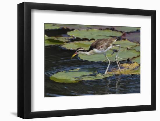 Juvenile Wattled Jacana (Jacana jacana) walking on waterlilies leaves, Manu National Park-G&M Therin-Weise-Framed Photographic Print