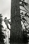 Logger Climbing Tree, ca. 1947-K.S. Brown-Premier Image Canvas