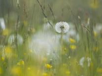 Germany, Dandelion in Flower Meadow-K. Schlierbach-Photographic Print