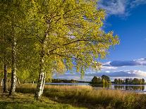Sweden, Dalarna, Autumn at Orsa Lake, Birch, Tree Islands-K. Schlierbach-Photographic Print