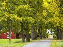 Sweden, Smaland, Ahornallee with Farmhouse in Savsjo, Autumn-K. Schlierbach-Photographic Print
