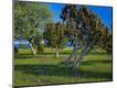 Photographic Print