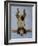 K9 Contornionist-Leah Saulnier-Framed Giclee Print