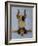 K9 Contornionist-Leah Saulnier-Framed Giclee Print