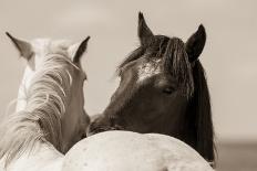 Bridled Beauty-KaCee Erle-Photographic Print