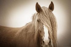 Bridled Beauty-KaCee Erle-Photographic Print