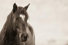 Bridled Beauty-KaCee Erle-Photographic Print