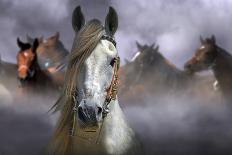 Horses-Kadir Civici-Photographic Print