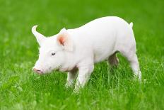 One Young Piglet on Green Grass at Pig Breeding Farm-kadmy-Photographic Print