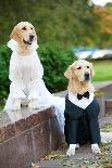 Two Golden Retriever Dogs Wedding Clothing Sitting Outdoors-kadmy-Photographic Print
