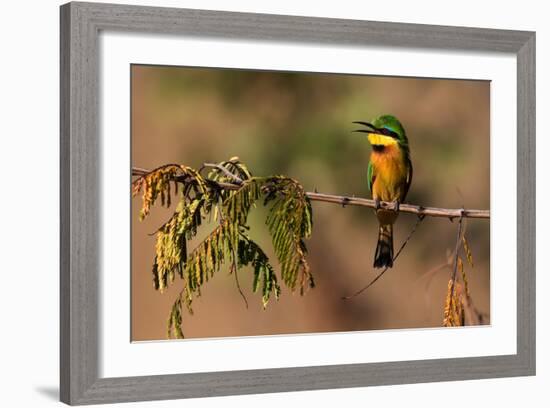 Kafue National Park, Zambia. Portrait Of A Little Bee-Eater (Merops Pusillus)-Karine Aigner-Framed Photographic Print