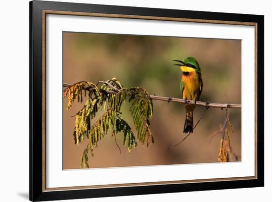 Kafue National Park, Zambia. Portrait Of A Little Bee-Eater (Merops Pusillus)-Karine Aigner-Framed Photographic Print