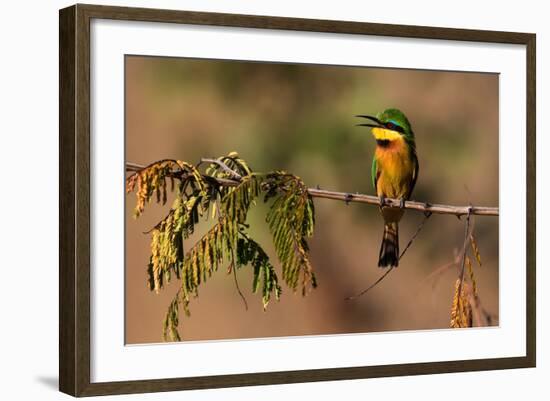 Kafue National Park, Zambia. Portrait Of A Little Bee-Eater (Merops Pusillus)-Karine Aigner-Framed Photographic Print