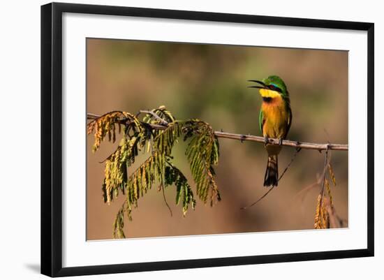 Kafue National Park, Zambia. Portrait Of A Little Bee-Eater (Merops Pusillus)-Karine Aigner-Framed Photographic Print