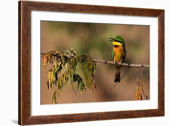 Kafue National Park, Zambia. Portrait Of A Little Bee-Eater (Merops Pusillus)-Karine Aigner-Framed Photographic Print