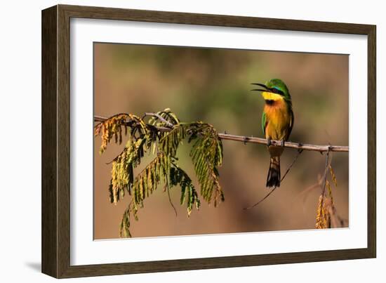 Kafue National Park, Zambia. Portrait Of A Little Bee-Eater (Merops Pusillus)-Karine Aigner-Framed Photographic Print